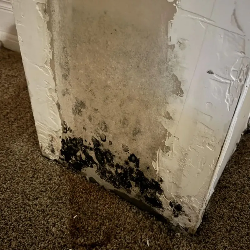 Professional Mold Removal in Eastland County, TX